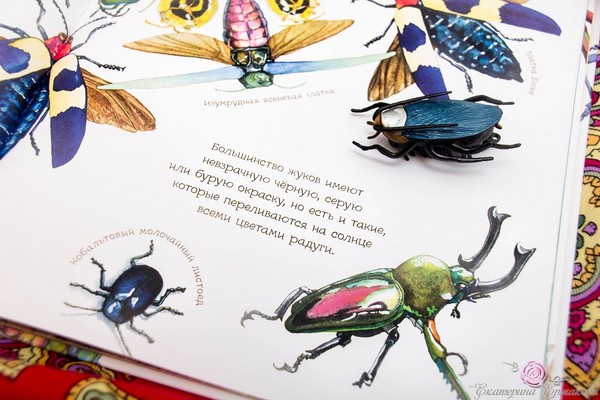 カブトムシ、雛、蝶。子供と一緒に自然を学ぶ