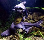 サメのナマズ:あなたの水族館のミニサメ サメのナマズ:あなたの水族館のミニサメ