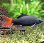 水族館の魚:Labeo 水族館の魚:Labeo