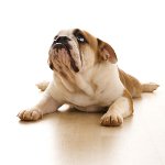 犬の関節炎 犬の関節炎