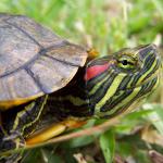 赤いふくれたカメの病気：主要な症状