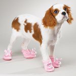 犬のブーツ:オーナーの新しい気まぐれ? 犬のブーツ:オーナーの新しい気まぐれ?