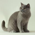 ブリティッシュ・ブルー