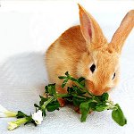 装飾的なウサギを飼う方法は？