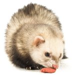 フェレットに何を食べさせますか？