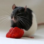 ラットを飼う方法 ラットを飼う方法