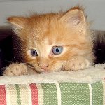 毎月の子猫を飼う方法