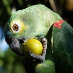 オウムを食べるのは何ですか？