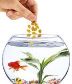 魚を供給するよりも
