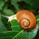 カタツムリを食べるもの カタツムリを食べるもの