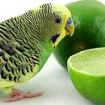 波打つオウムを食べるもの 波打つオウムを食べるもの