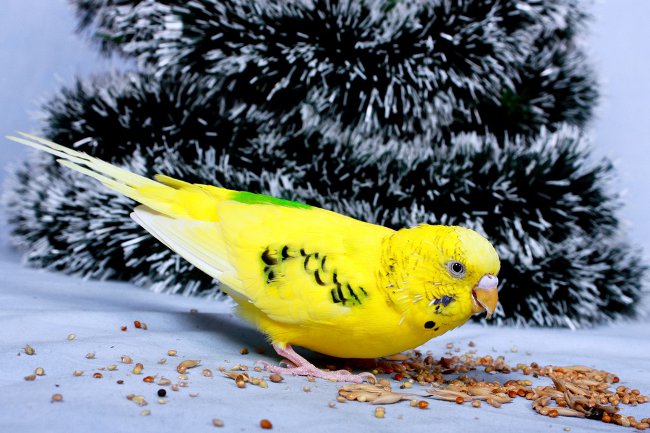 波打つオウムを食べるもの