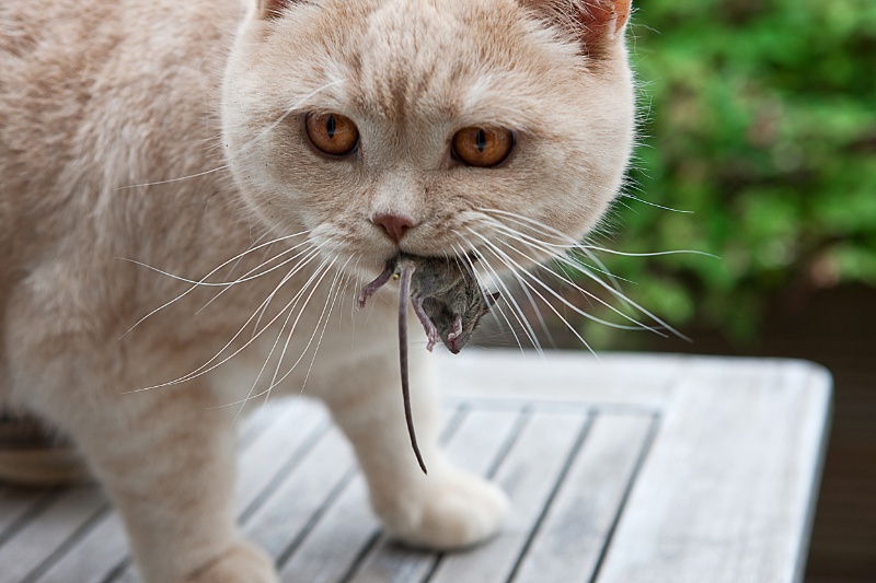 猫のケージ