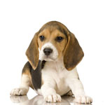 犬のChumka 犬のChumka