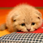 猫の膀胱炎
