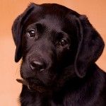 犬の脱毛症