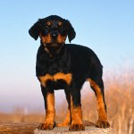 犬の異形成 犬の異形成