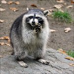 ホーム・アライグマ