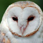 ホームフクロウ：どのように維持するには？