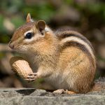 ホームシマリス