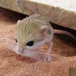 ホームジャボア:メンテナンスとケア ホームジャボア:メンテナンスとケア
