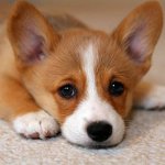犬の湿疹
