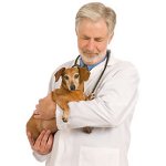 犬のてんかん 犬のてんかん