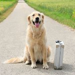 どこで休暇を取るのか? どこで休暇を取るのか?