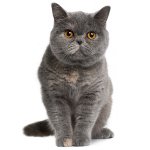 英国の猫の性質