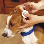 犬や猫の耳をきれいにする方法は？