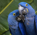 鳥に薬を与える方法は? 鳥に薬を与える方法は?