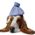 あなたの犬が病気であるかどうかはどうすればわかりますか？