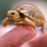 どのようにカメの性別を決定する? どのようにカメの性別を決定する?