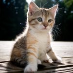 どのように子猫の性別を確認するには? どのように子猫の性別を確認するには?