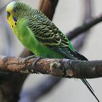 どのように波状のオウムの性別を確認するには? どのように波状のオウムの性別を確認するには?