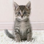子猫の年齢を調べる方法 子猫の年齢を調べる方法