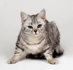 猫を理解するには? 猫を理解するには?