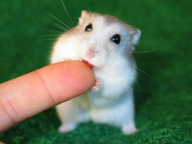 ハムスターを飼いならす方法