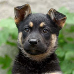 どのようにその場所に犬を教えるには? どのようにその場所に犬を教えるには?