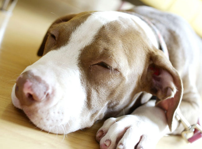 妊娠している犬の世話をする方法