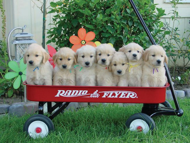 子犬を選ぶ方法は？