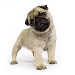 どの犬が良いですか？