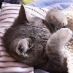 猫のカルシトウイルス 猫のカルシトウイルス