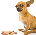 矮小犬：何を食べる？
