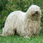 Komondor：ハンガリー羊飼い犬