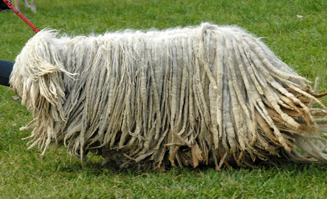 Komondor：ハンガリー羊飼い犬