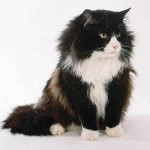 猫脱落:何をすべきか? 猫脱落:何をすべきか?