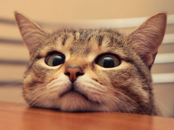 猫脱落:何をすべきか? 猫脱落:何をすべきか?