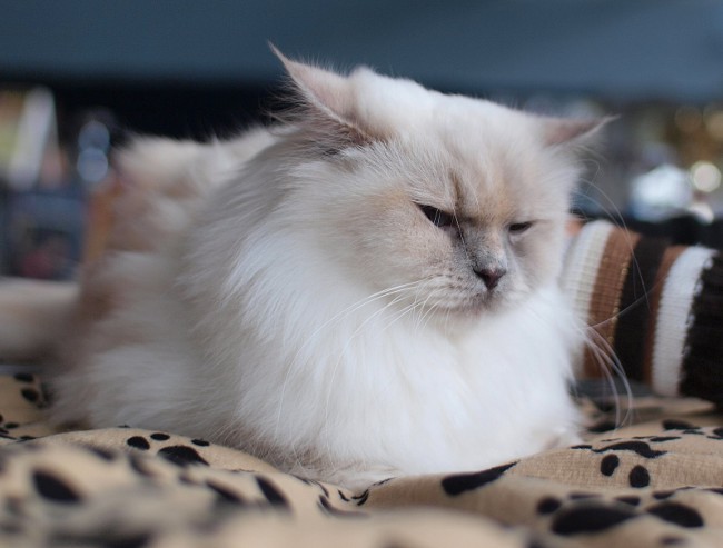 猫脱落:何をすべきか? 猫脱落:何をすべきか?