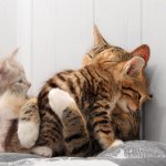 出産後の猫